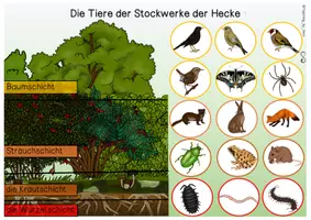 Vorschau - Arbeitsblätter - Stockwerke der Hecke (Tiere) - Übersichtsblatt - Seite 1