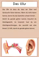 Vorschau - Arbeitsblätter - Sinnesorgane: Beschriftung (Nase, Ohr, Haut, Zunge, Auge) - Seite 1