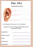 Vorschau - Arbeitsblätter - Sinnesorgane: Beschriftung (Nase, Ohr, Haut, Zunge, Auge) - Seite 2