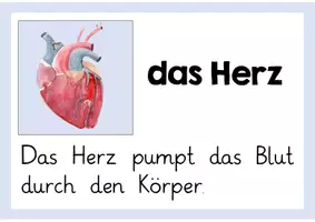 Vorschau - Poster - Innere Organe Merkplakate - Seite 2