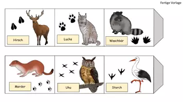 Vorschau - Spiele - Leporello Wildtiere und Spuren - Seite 3