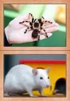 Vorschau - Poster - Haustiere - Bild- und Wortkarten - Seite 2