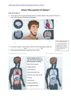 Vorschau - Arbeitsblätter - Was passiert im Körper bei Stress? - Seite 3