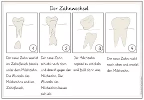 Vorschau - Unterrichtsreihen - Der Zahnwechsel Klasse 1/2 Zähne Tafelmaterial und Arbeitsblatt - Seite 1