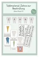 Vorschau - Arbeitsblätter - Tafelmaterial Zähne Beschriftung der Zähne Aufbau des Zahns Klasse 1/2 - Seite 1