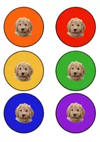 Vorschau - Poster - Tischfarben, Gruppenfarben - Hundeklasse - Seite 2