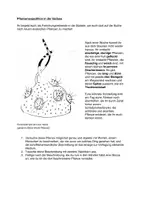 Vorschau - Stundenentwürfe - Plastisches Gestalten mit Pappmaché - Pflanzenexpedition in die Südsee - Storytelling - Deckblatt
