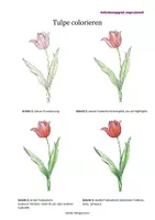 Vorschau - Mal- und Bastelvorlagen - Jahreszeit Frühblüher Tulpe seitlich Anleitung Colorieren - Deckblatt