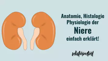 Vorschau - Stundenentwürfe - Biologie: Verdauung mit allen Verdauungsorganen und Hormonen (Sparpaket) - Seite 1