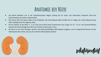 Vorschau - Stundenentwürfe - Biologie: Verdauung mit allen Verdauungsorganen und Hormonen (Sparpaket) - Seite 2