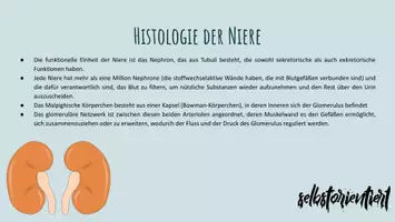 Vorschau - Arbeitsblätter - Lernkarten & Text: Die Niere des Menschen (Anatomie & Physiologie) - Seite 3