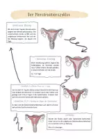 Vorschau - Arbeitsblätter - Sexualkunde - Erektion, Pollution und Menstruation - Seite 3