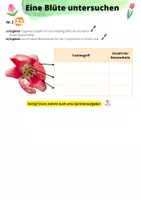 Vorschau - Arbeitsblätter - Aufbau einer Blüte Legebild Tulpe/ Rapsblüte - Seite 2