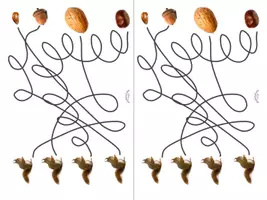 Vorschau - Mal- und Bastelvorlagen - Fußspuren der Eichhörnchen zu Herbstfrüchten nachspuren? - Welches Eichhörnchen bekommt die Buchecker, die Walnuss, die Kastanie, die Eichel? - Seite 2