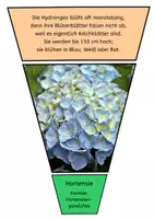 Vorschau - Bildkarten - Legekreis Herbstblumen - Seite 2