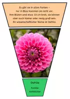 Vorschau - Bildkarten - Legekreis Herbstblumen - Seite 3