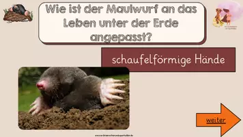 Vorschau - Unterrichtsreihen - Maulwurf: Lebensraumanpassung - gesamte Einheit - Seite 3