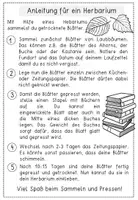 Vorschau - Stundenentwürfe - Herbarium - Blätter und Bäume - Laubbäume bestimmen und pressen - Seite 2