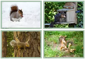 Vorschau - Bildkarten - Eichhörnchen Fotokartei mit 32 Bilder inkl. Deckblatt - Seite 2