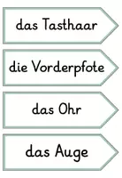 Vorschau - Bildkarten - Eichhörnchen Tafelmaterial inkl. Variante in Silbenschrift - Seite 3