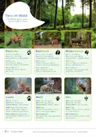 Vorschau - Arbeitsblätter - Materialpaket: Tiere im Wald, Vögel, Insekten - Seite 3
