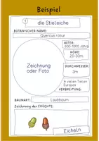 Vorschau - Arbeitsblätter - Herbarium - herbstliche Laubbäume - Seite 2