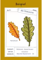 Vorschau - Arbeitsblätter - Herbarium - herbstliche Laubbäume - Seite 3