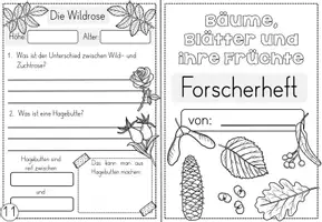 Vorschau - Unterrichtsreihen - Bäume - Blätter und ihre Früchte - Wissenskartei und Forscherheft - Seite 2
