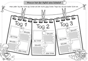 Vorschau - Arbeitsblätter - Apfel | Experiment: Funktion der Apfelschale | Arbeitsblätter & Tafelmaterial - Seite 2