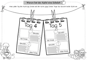 Vorschau - Arbeitsblätter - Apfel | Experiment: Funktion der Apfelschale | Arbeitsblätter & Tafelmaterial - Seite 3