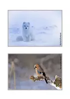 Vorschau - Bildkarten - Fotokartei Winter - Seite 1
