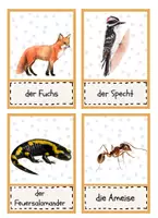 Vorschau - Poster - Heimische Waldtiere Flashkarten / Tafelmaterial - Seite 3