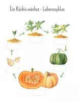 Vorschau - Arbeitsblätter - Herbstliche Arbeitsblätter rund um das Thema Kürbis - Seite 2
