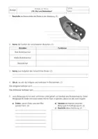 Vorschau - Klassenarbeiten - LEK Bio 8. Klasse Blut Blutgruppen Blutbilder - Deckblatt