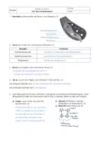 Vorschau - Klassenarbeiten - LEK Bio 8. Klasse Blut Blutgruppen Blutbilder - Seite 2