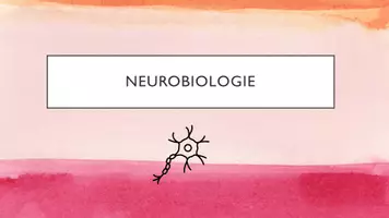 Vorschau - Arbeitsblätter - Neurobiologie, Aufbau einer Nervenzelle mit Aufgaben, Neurone - Seite 1