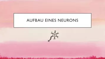Vorschau - Arbeitsblätter - Neurobiologie, Aufbau einer Nervenzelle mit Aufgaben, Neurone - Seite 2
