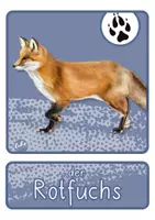 Vorschau - Spiele - Bildkarten - Tiere im Winter - Tafelmaterial - Seite 2