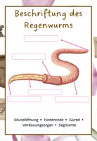 Vorschau - Arbeitsblätter - Regenwurm zeichnen und beschriften - Seite 2