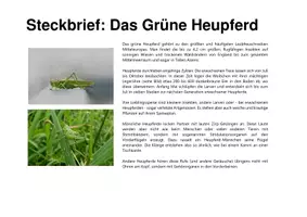 Vorschau - Stationenlernen - Biodiversität in 5 Minuten: Insekten - Seite 1