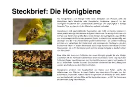 Vorschau - Stationenlernen - Biodiversität in 5 Minuten: Insekten - Deckblatt