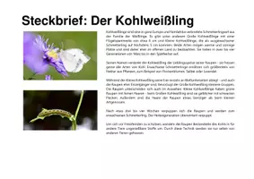 Vorschau - Stationenlernen - Biodiversität in 5 Minuten: Insekten - Seite 2