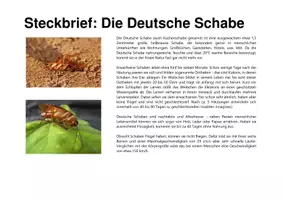 Vorschau - Stationenlernen - Biodiversität in 5 Minuten: Insekten - Seite 3