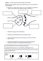 Vorschau - Arbeitsblätter - Nervenzellen Arbeitsblattt - Seite 1