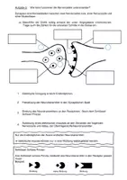 Vorschau - Arbeitsblätter - Nervenzellen Arbeitsblattt - Seite 3