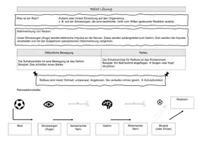 Vorschau - Präsentationen/Tafelbilder - Reize - Hefteintrag - Deckblatt