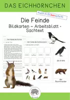 Vorschau - Arbeitsblätter - Das Eichhörnchen: Feinde - Bildkarten - Sachtext - Arbeitsblatt - Silbenschrift - Deckblatt