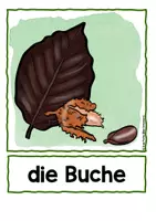 Vorschau - Arbeitsblätter - Blätter sammeln und untersuchen - Seite 3