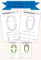 Vorschau - Arbeitsblätter - Das Milchgebiss / das bleibende Gebiss (ABs mit Lösung) - Deckblatt