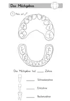 Vorschau - Arbeitsblätter - Das Milchgebiss / das bleibende Gebiss (ABs mit Lösung) - Seite 2